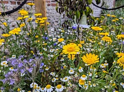 Our Garden at Men in Sheds Lancing and Sompting 3