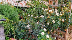 Our Garden at Men in Sheds Lancing and Sompting 6