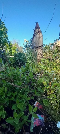 Our Garden at Men in Sheds Lancing and Sompting 9